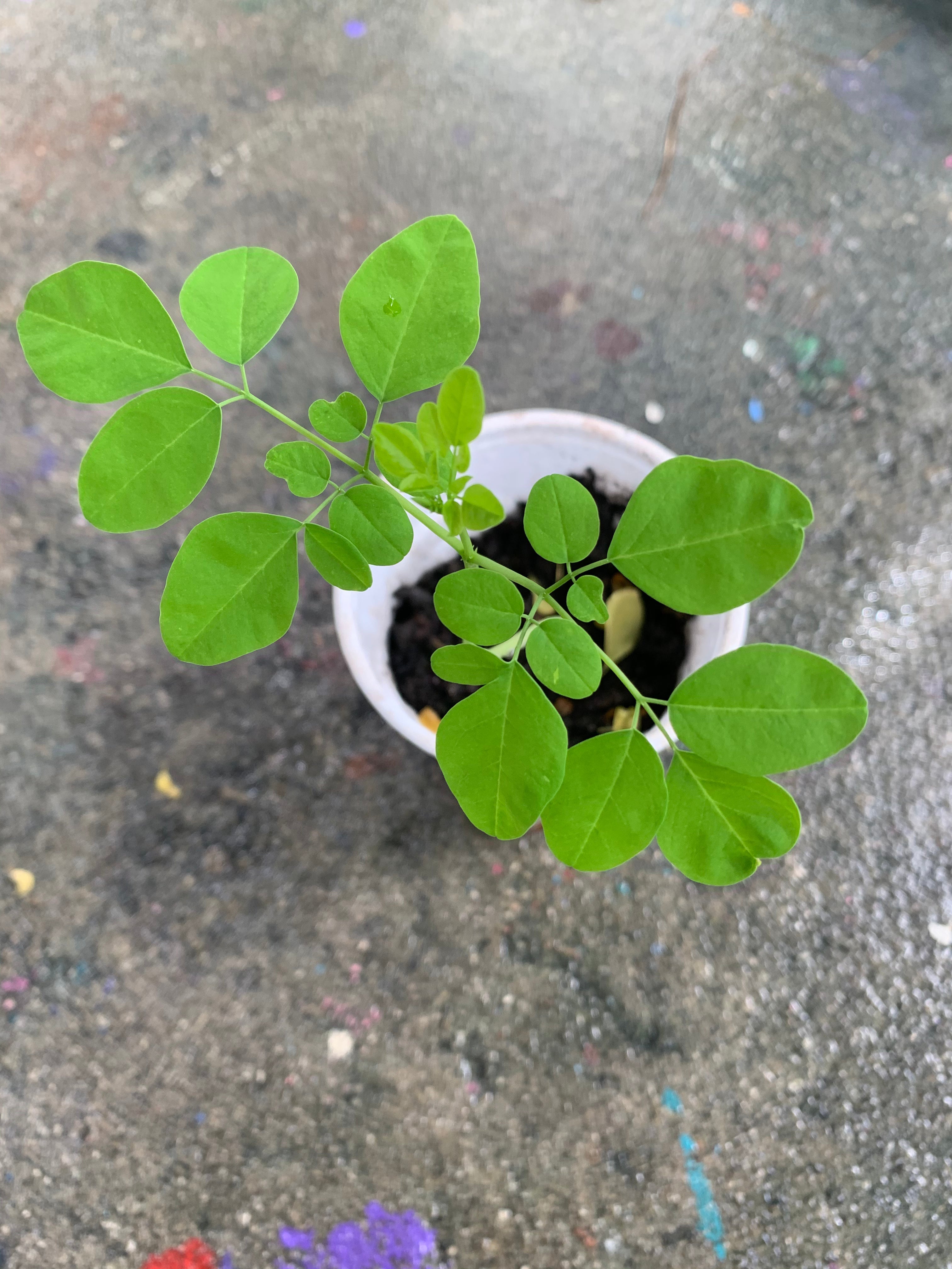 Ripkitty Moringa Oleifera (Tree of Life) Wingless Seeds, Nuts