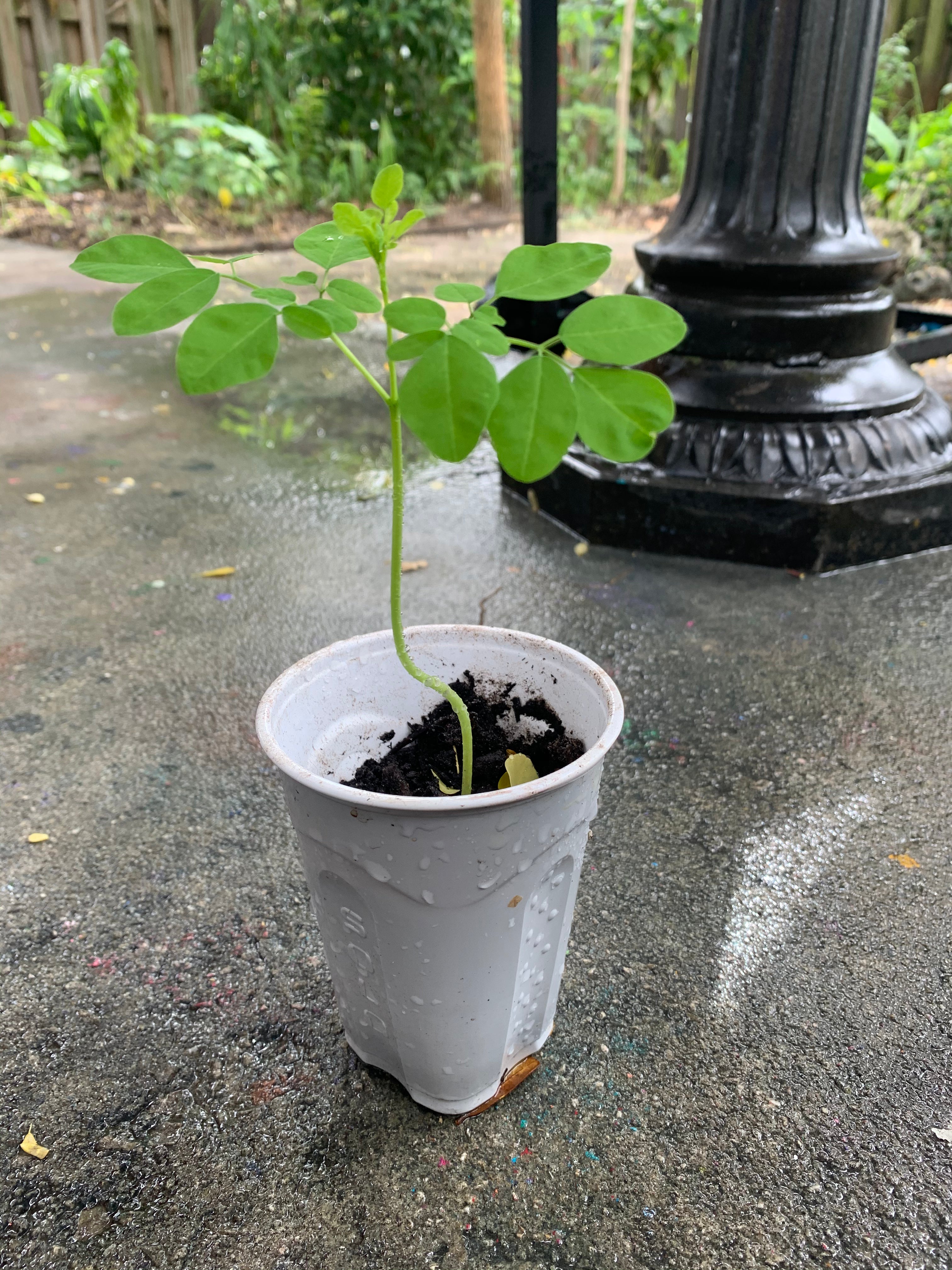 Ripkitty Moringa Oleifera (Tree of Life) Wingless Seeds, Nuts