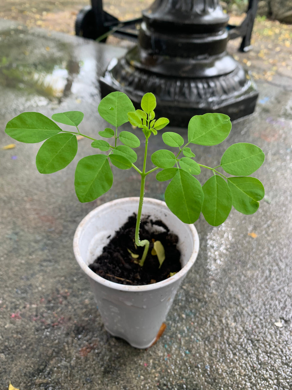 Ripkitty Moringa Oleifera (Tree of Life) Wingless Seeds, Nuts