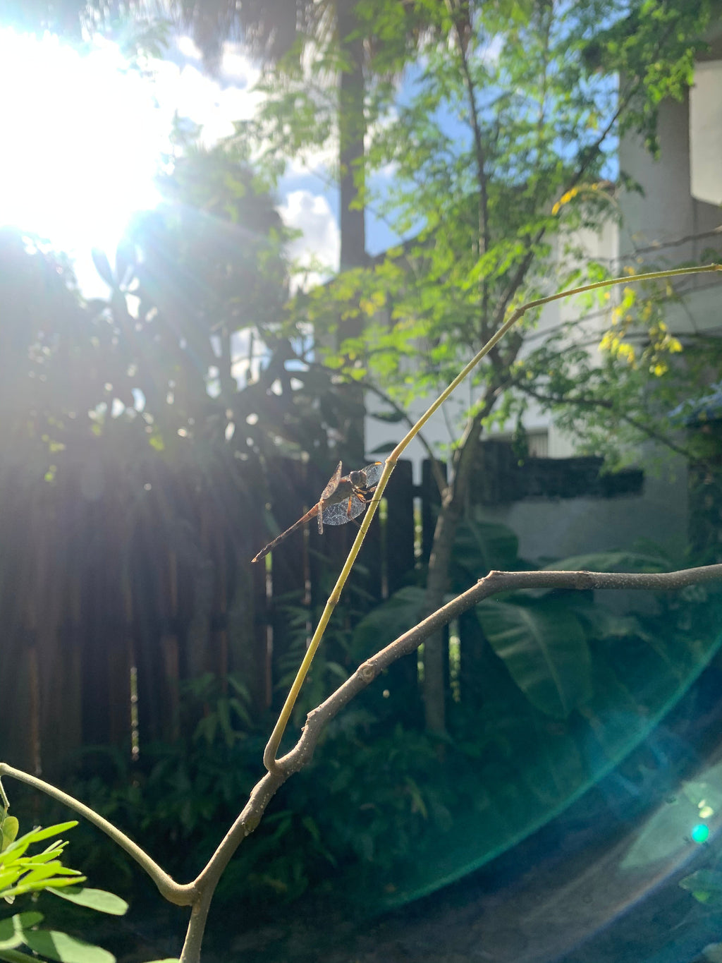 Ripkitty Moringa Oleifera (Tree of Life) Wingless Seeds, Nuts