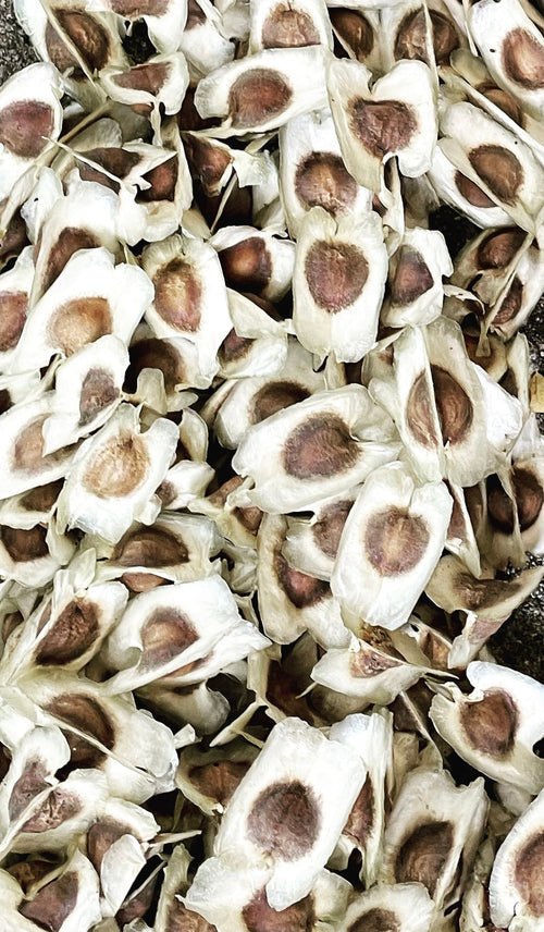 Ripkitty Moringa Oleifera Wingless Seeds